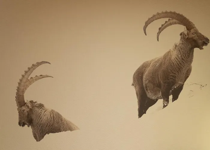 酒店 羚羊酒店 3*